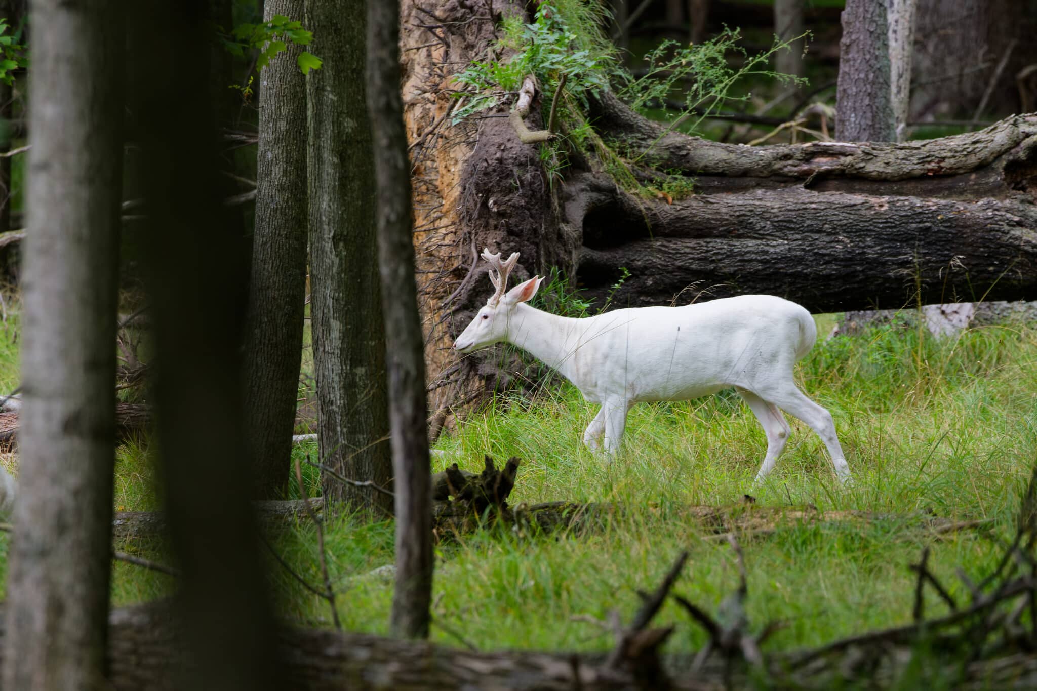Fehér szarvas az erdőben