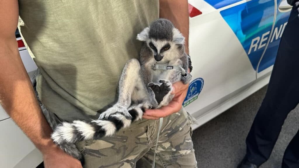 Gyűrűsfarkú maki egy ember kezében, háttérben egy rendőrségi autó