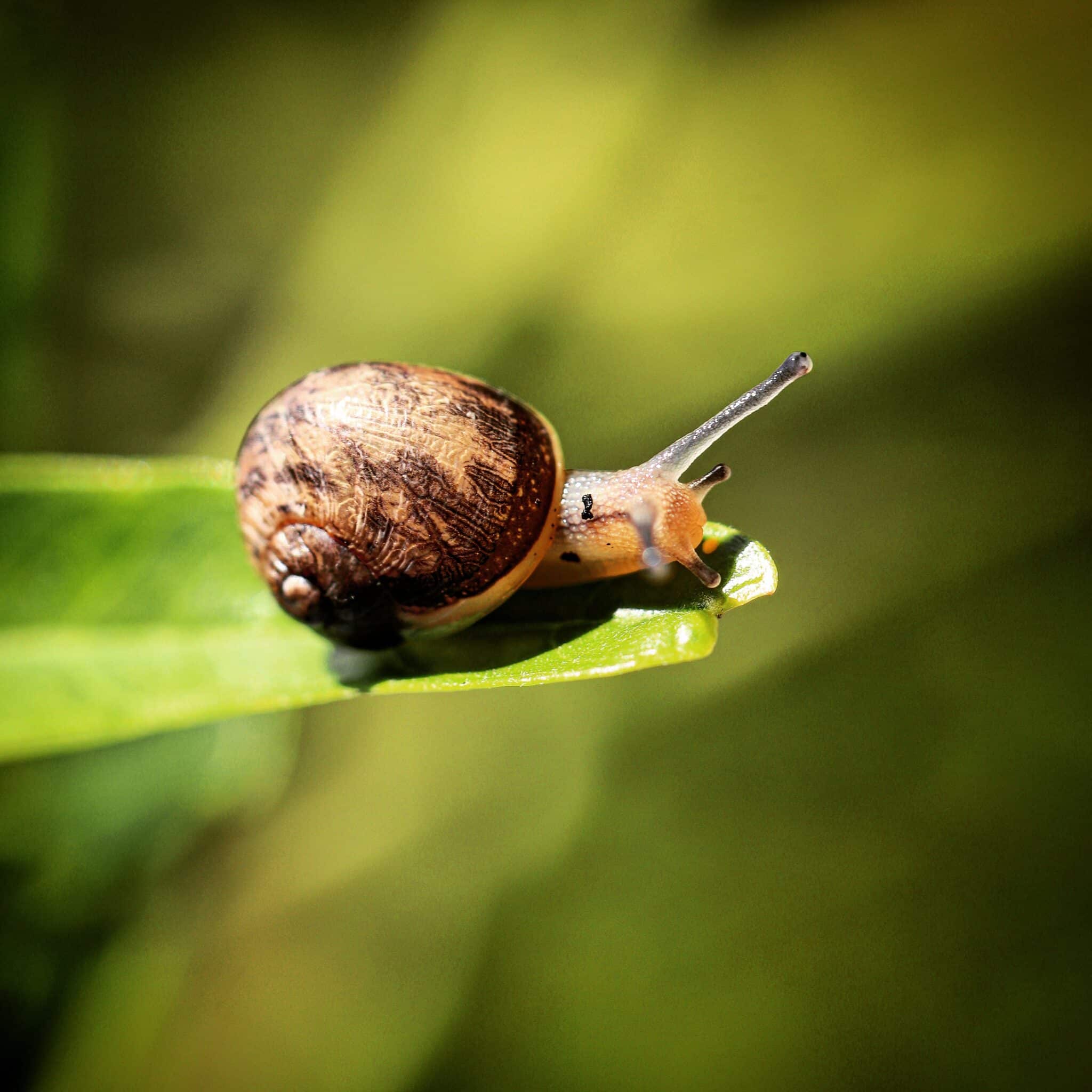 Csiga mászik egy levélen