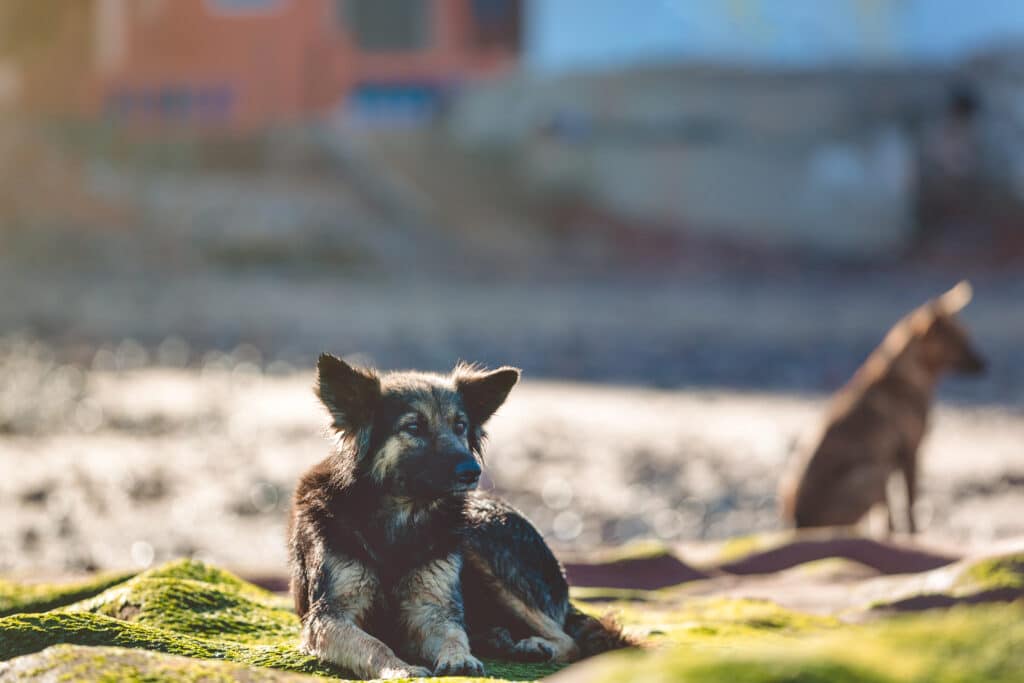 Kóbor kutya fekszik, a távolba révedve
