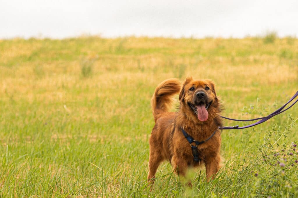 Vörös szőrű kutya lihegve áll füves területen