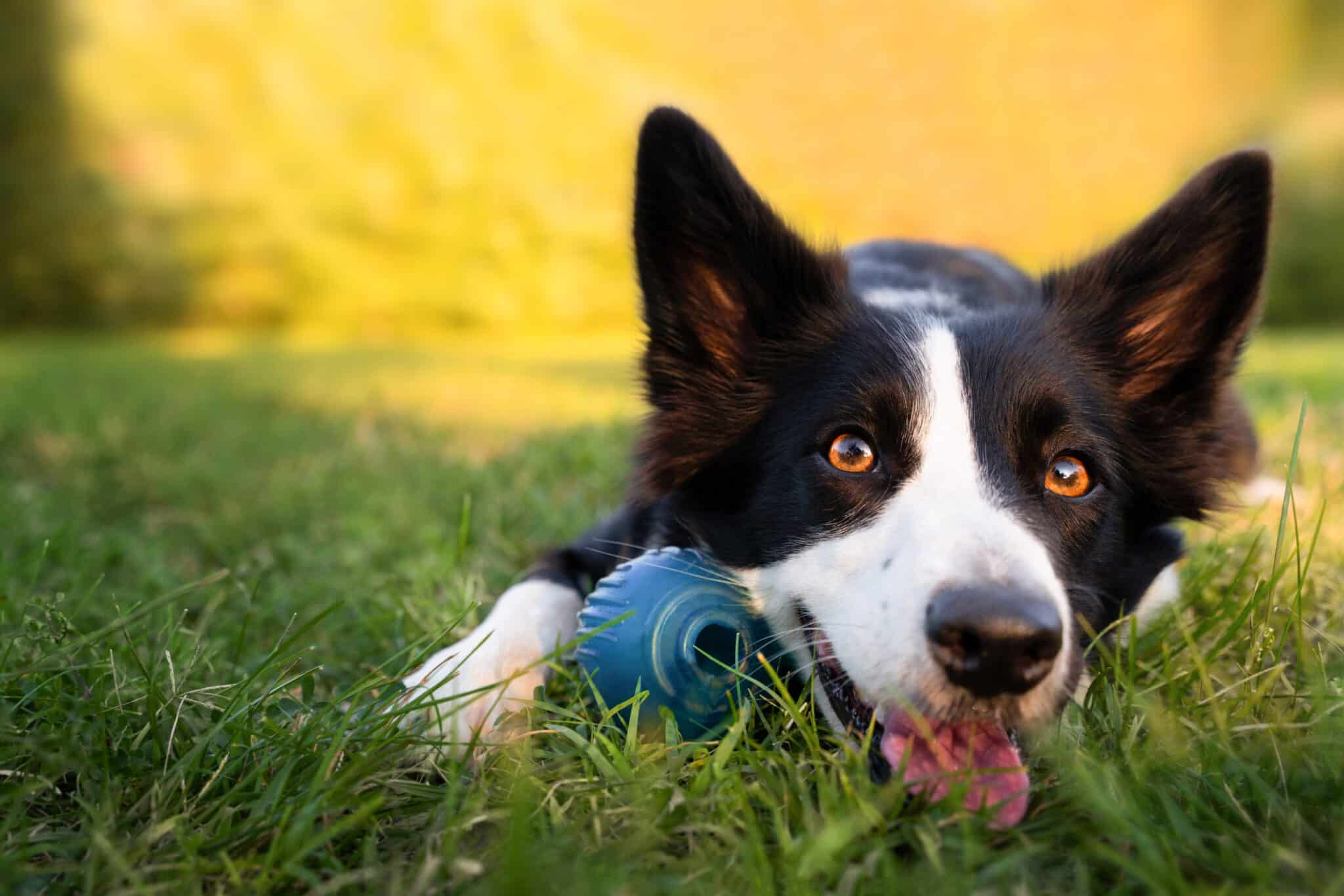 Border collie fekszik a fűben lihegve, a szája és a mancsa között kék labda
