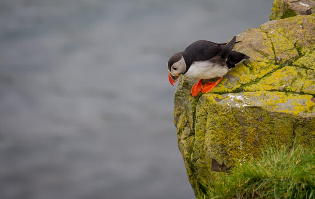 Lunda néz lefelé egy sziklafal tetejéről, alatta víztömeg