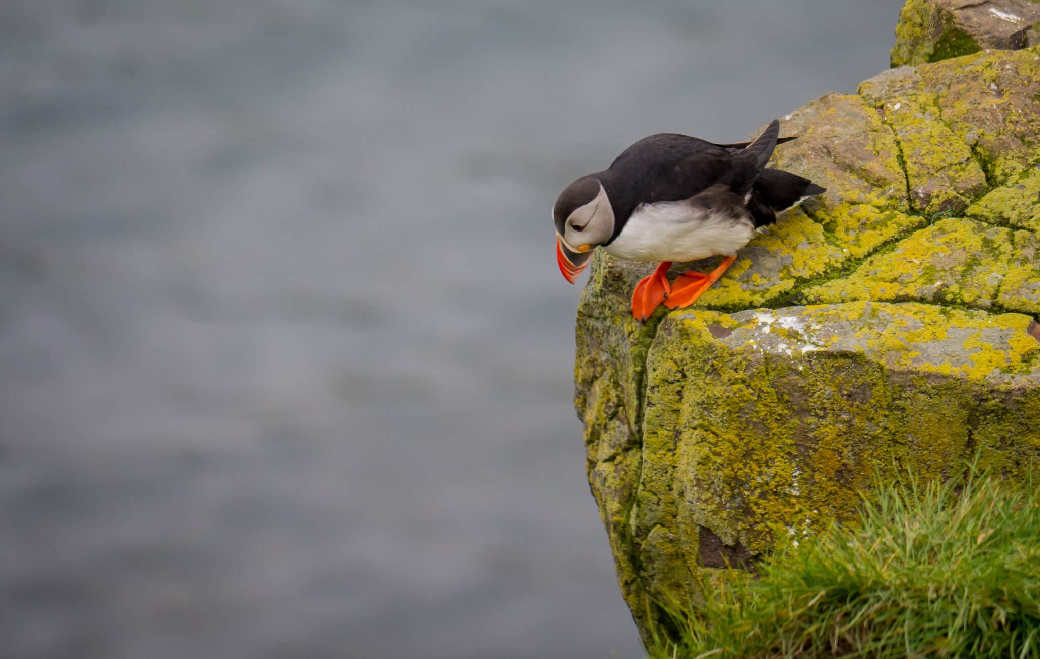 Lunda néz lefelé egy sziklafal tetejéről, alatta víztömeg
