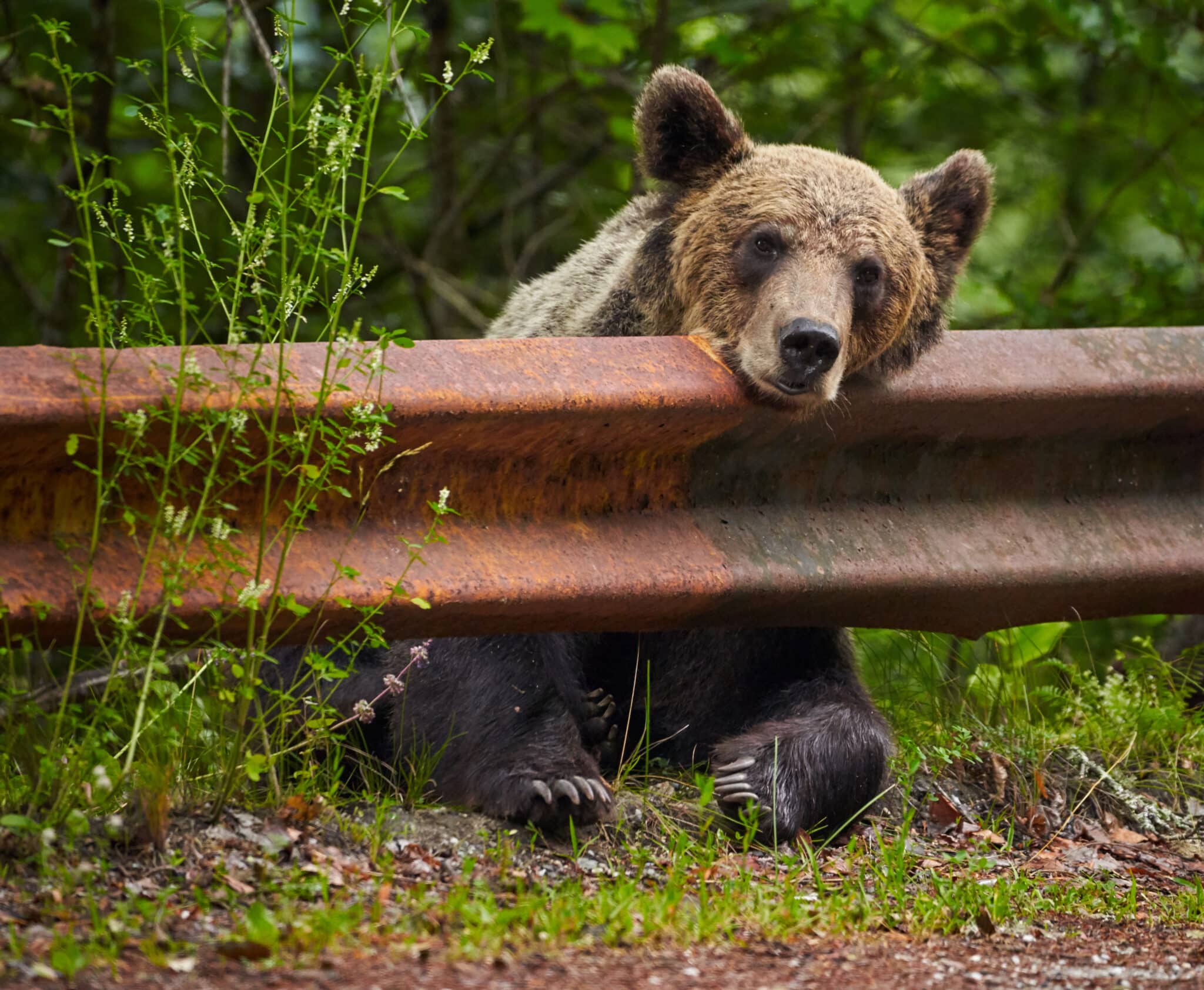 Barna medve a szalagkorlátnak támasztja a fejét az út mentén