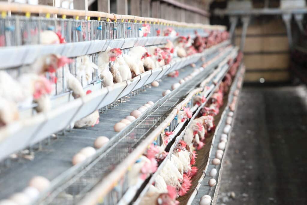 Tojótyúkok ketrecekbe zsúfolva, előttük tojások