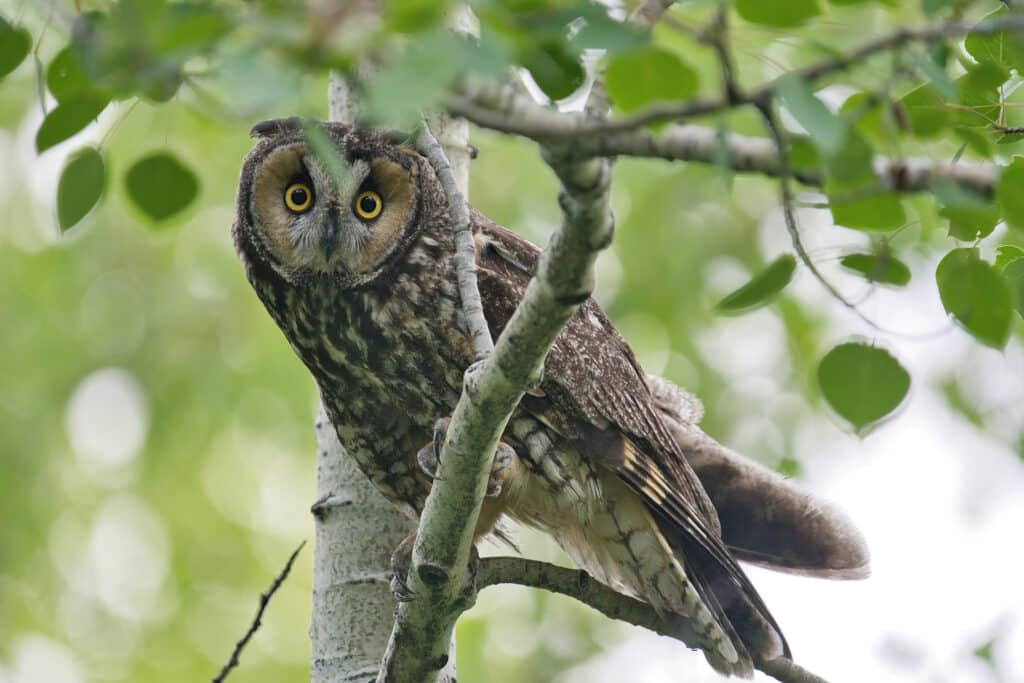 Erdei fülesbagoly figyel a fáról lefelé