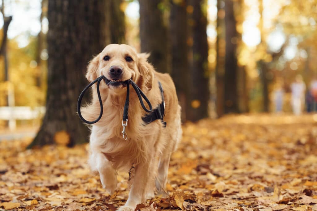 Golden retriver sétál, háttérben őszi táj, rajta hám, a szájában póráz