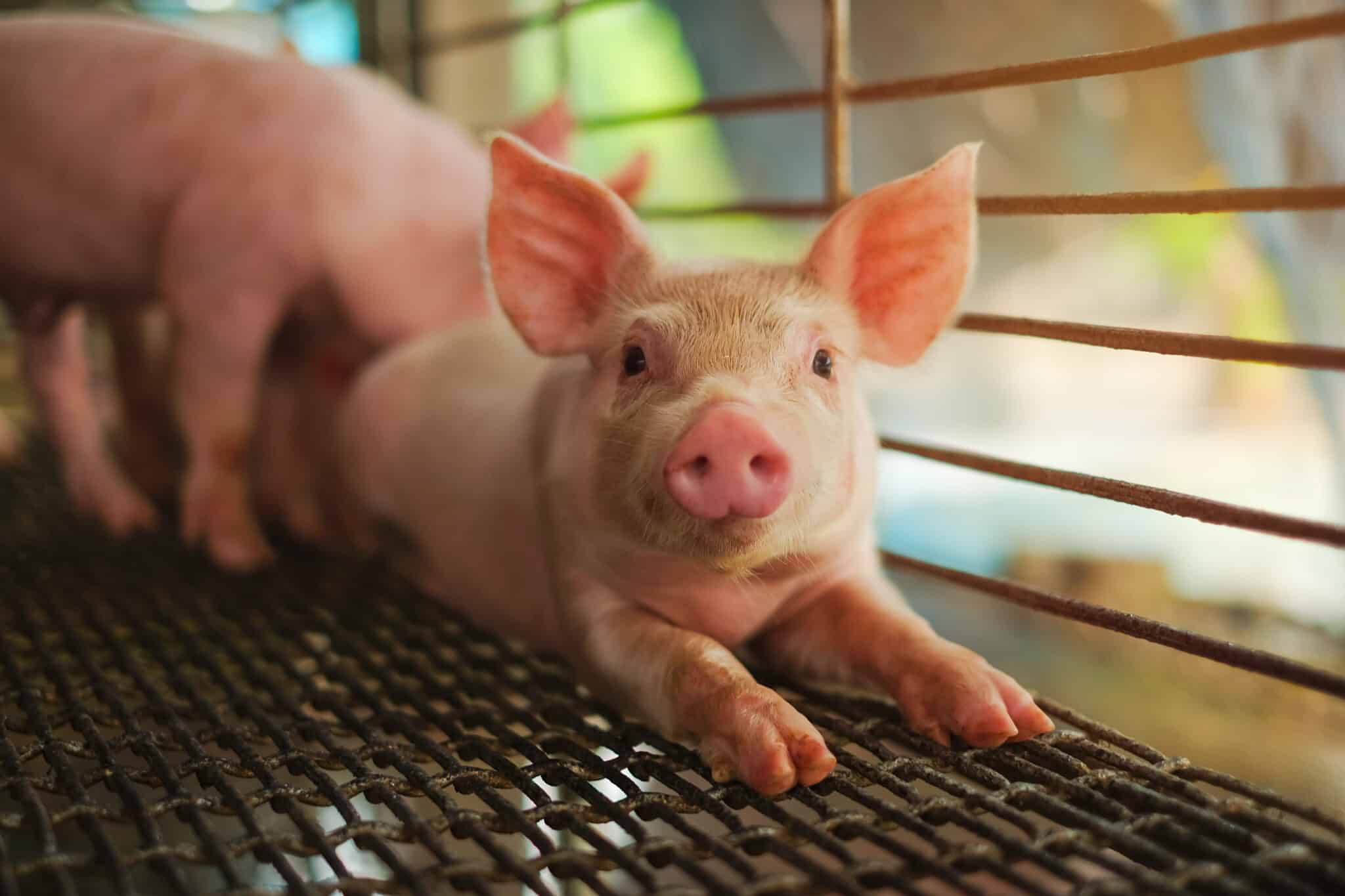 Malac fekszik ketrecben, belenéz a kamerába