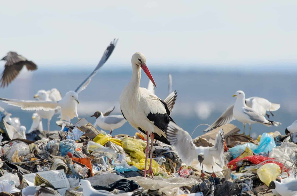 Gólyák és sirályok állnak a szemétkupac tetején