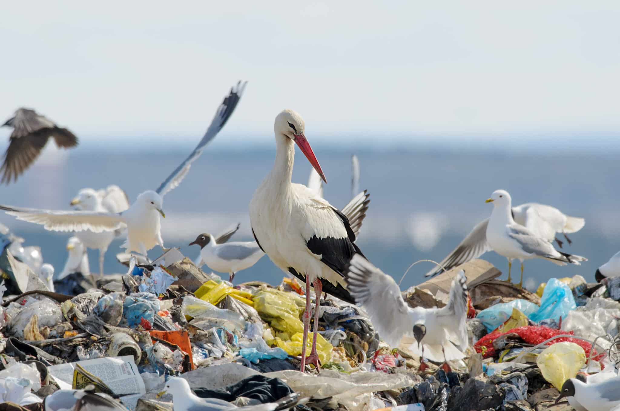 Gólyák és sirályok állnak a szemétkupac tetején