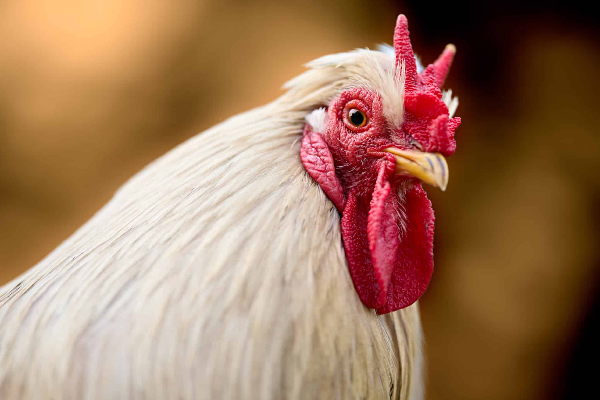 Fehér kakas piros taréjjal – közeli kép