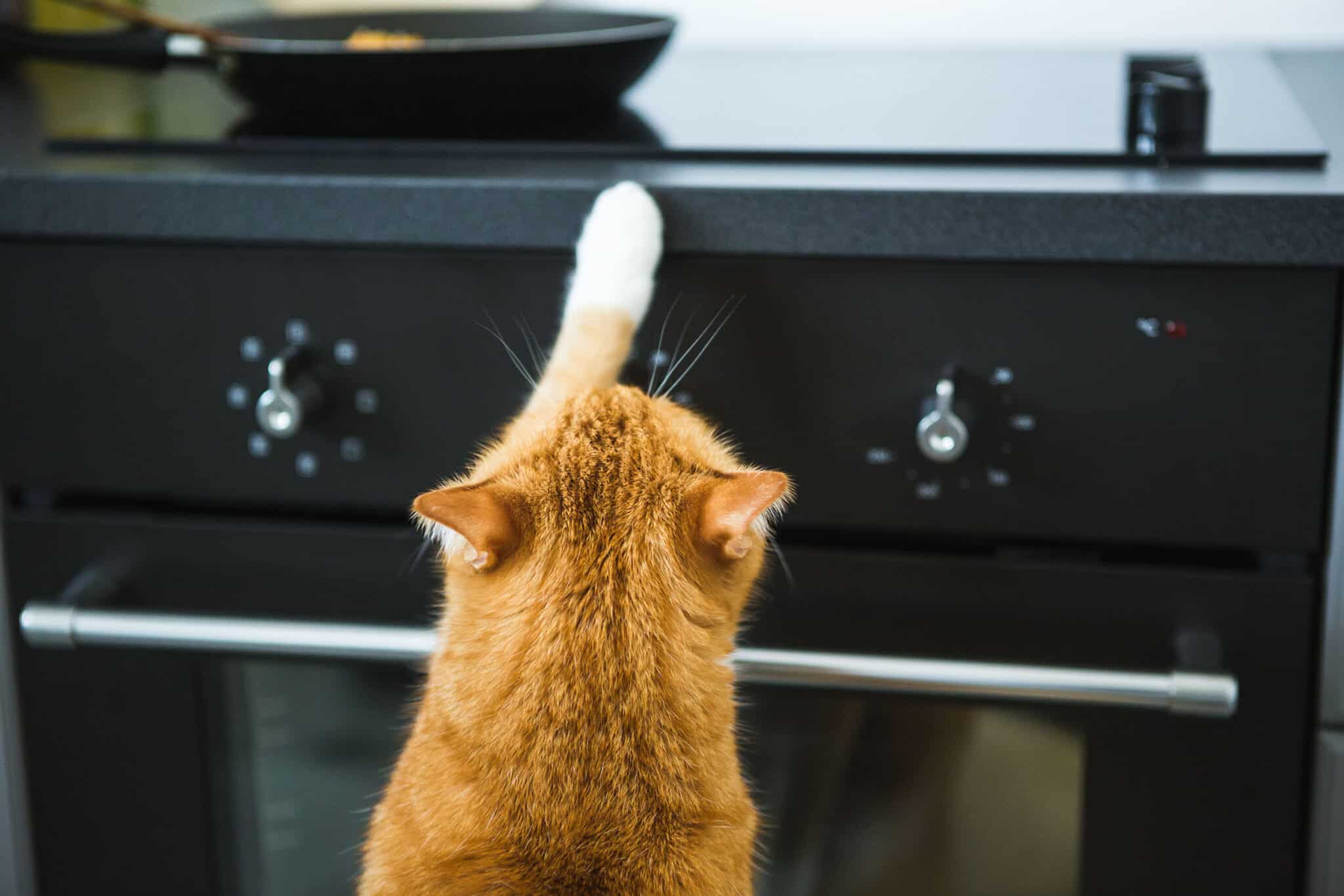 Főzőlap felé nyúló macska egy otthonban