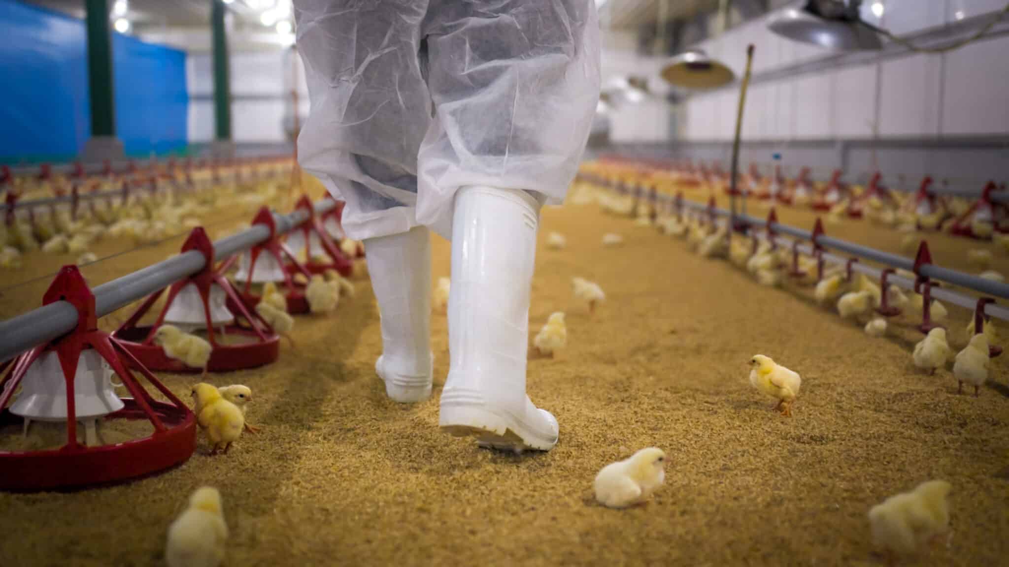 Nagyipari körülmények között tartott csibék között sétál valaki fehér gumicsizmában