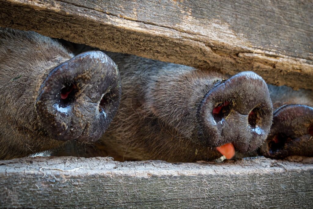 Sertések fekete orra látszik ki a deszka alatt