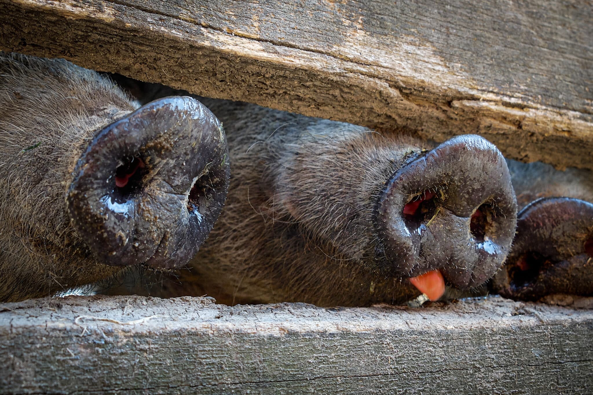 Sertések fekete orra látszik ki a deszka alatt